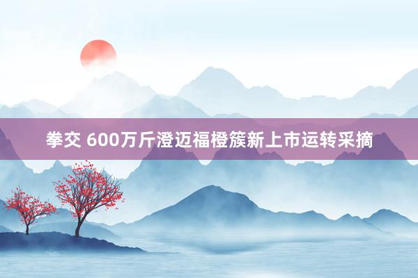 拳交 600万斤澄迈福橙簇新上市运转采摘